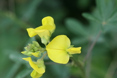 Crotalaria grahamiana